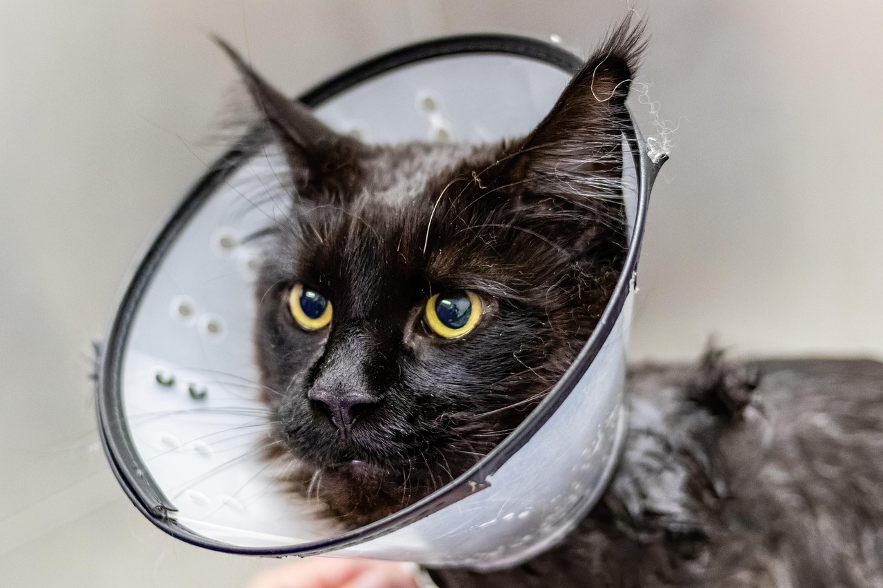 Is My Pet Sick? Early Warning Signs You Should Know