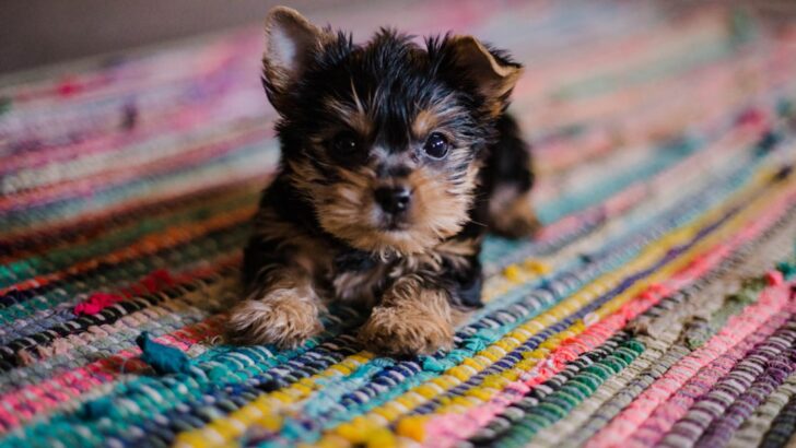 Essential Low-Calorie Treats for Puppy Training