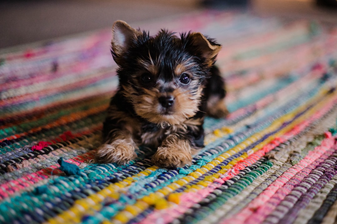 Stock Your Pet Pantry: Why Low Calorie Puppy Treats are Essential for Effective Puppy Training Treats Low Calorie Programs