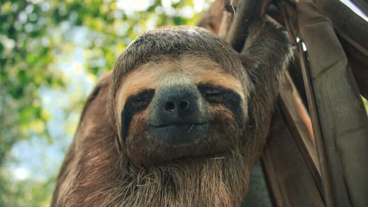 Mother Sloth and Baby Saved from Traffic Danger by Rescue Heroes