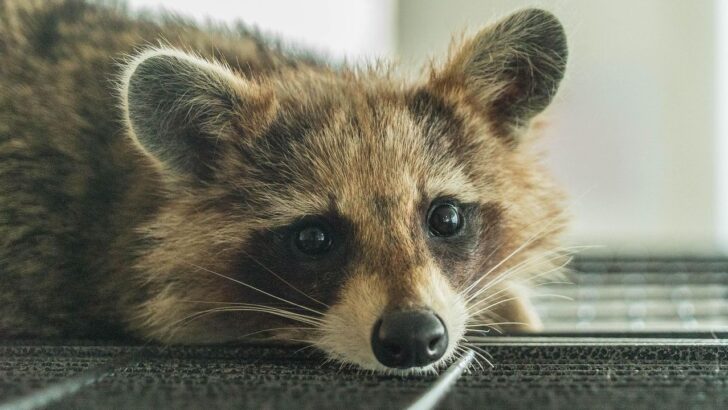 Homeowners Stunned after Finding Raccoon Mom and Newborns Nesting in Their House