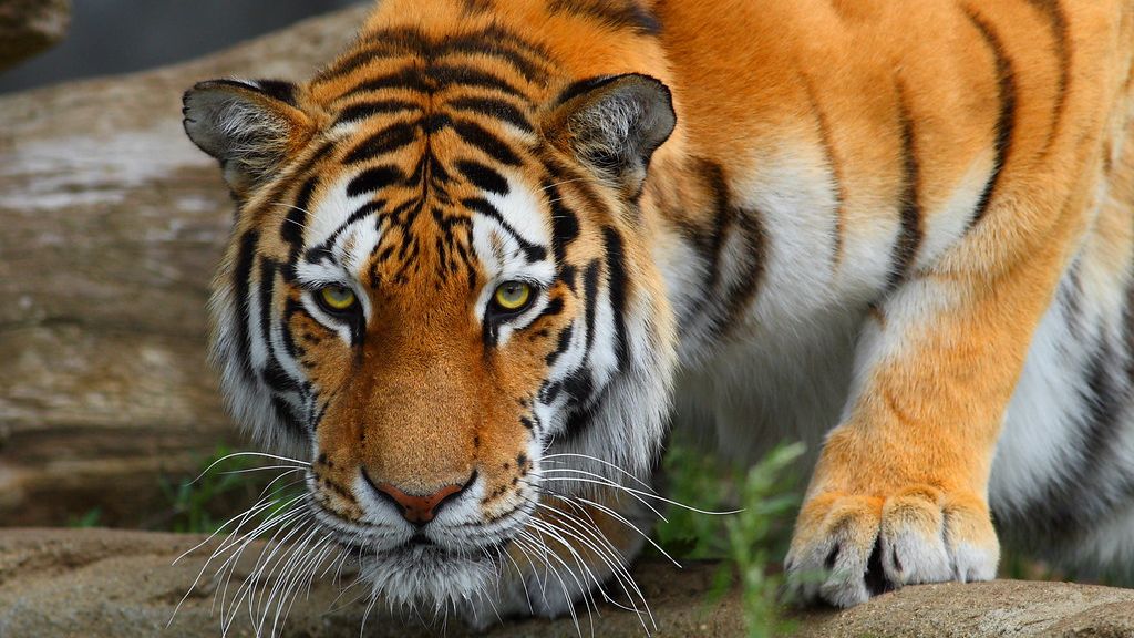 Which Zodiac Signs Feel the Deepest Connection to Big Cats