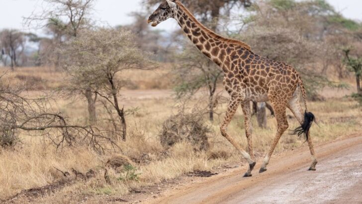 Giraffe Mother Unleashes Fury to Save Her Calf from Advancing Lions