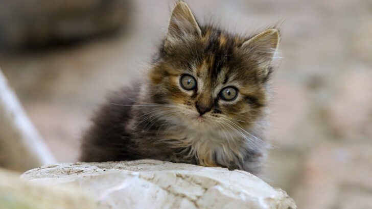 Why Cats Shake Their Heads and When to Worry