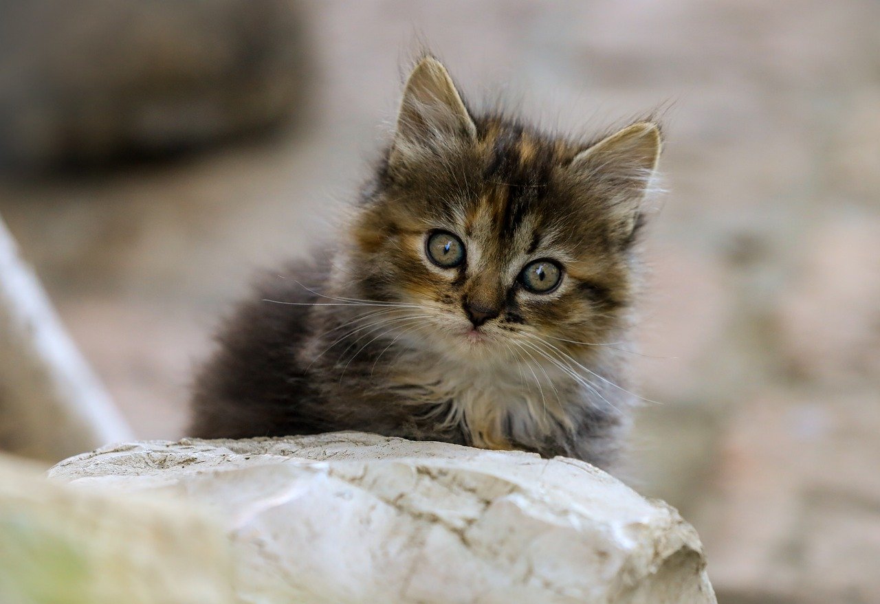 Why Your Cat Shakes Its Head (And What It Usually Means)