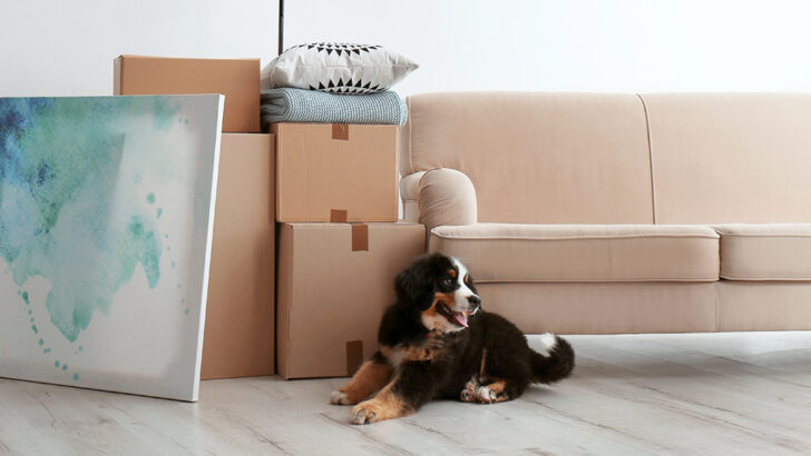 The Science Behind a Dog&rsquo;s Perfect Place to Live