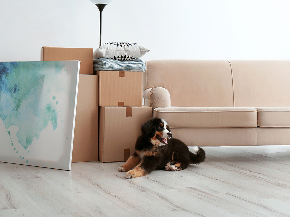 Does Your Dog Care Where You Live?