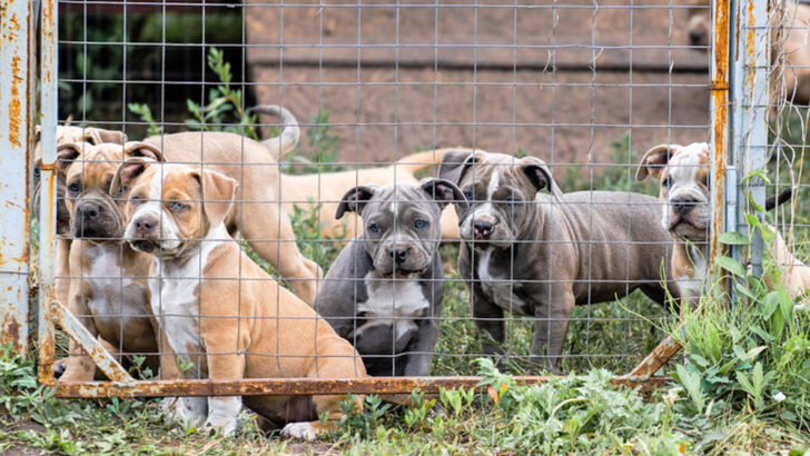 Dallas Authorities Rescue 207 Dogs from Vast Dogfighting Network