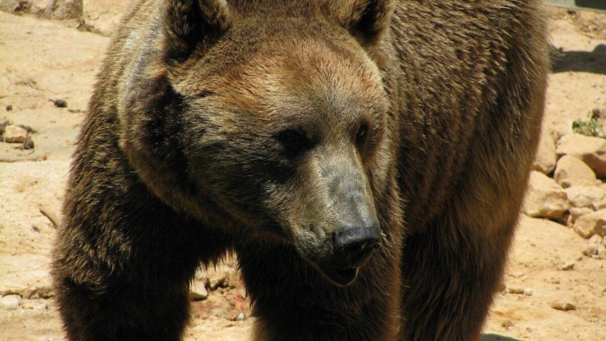 6 Grizzly Bear Facts That Explain Their Raw Power