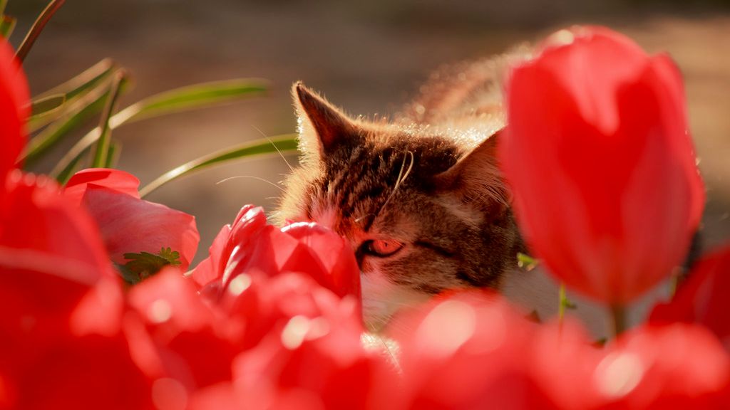 Avoid These 6 Flowers Deadly To Pets This Valentine's Day