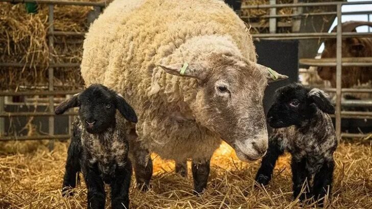 Rescued Cliffside Sheep Becomes a Mother Against All Odds
