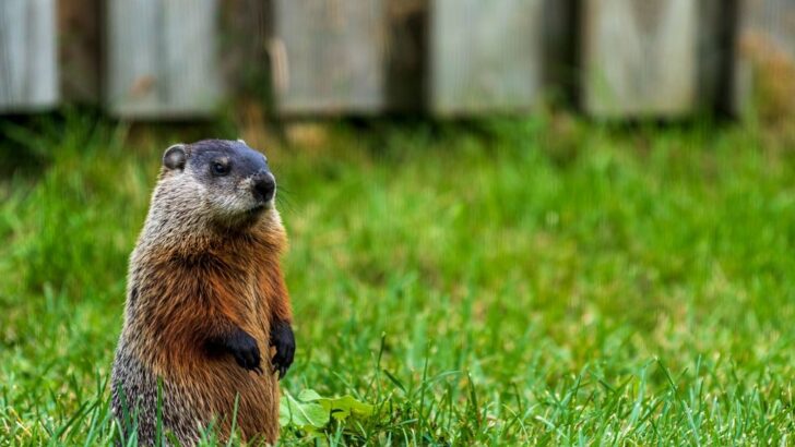 Gardener’s Seven-Year Groundhog Chronicle Goes Viral