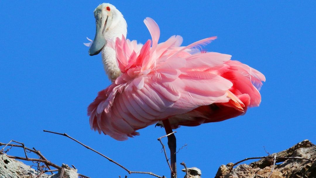 6 Exotic Bird Species You Can Spot in U.S. National Parks