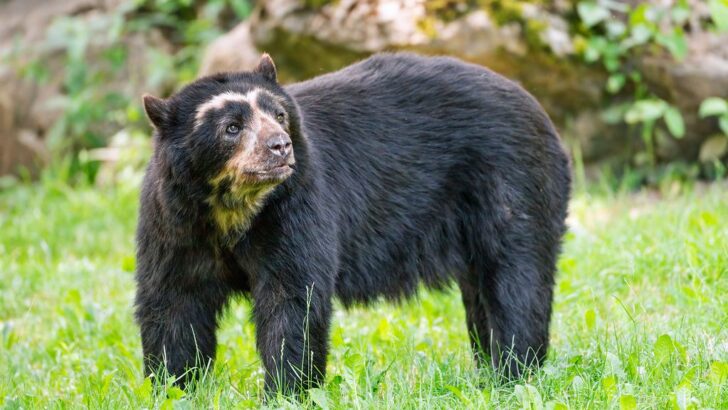 What to Do if a Black Bear Approaches Your Campsite