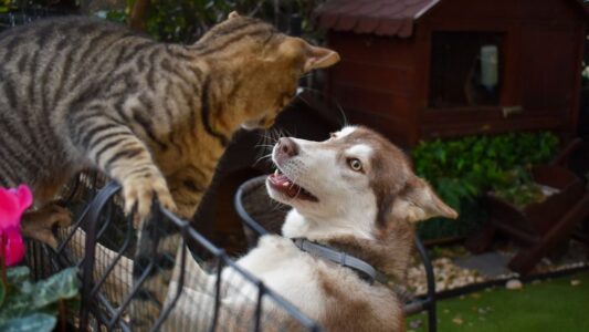 10 Cat Breeds That Tolerate Dogs Surprisingly Well