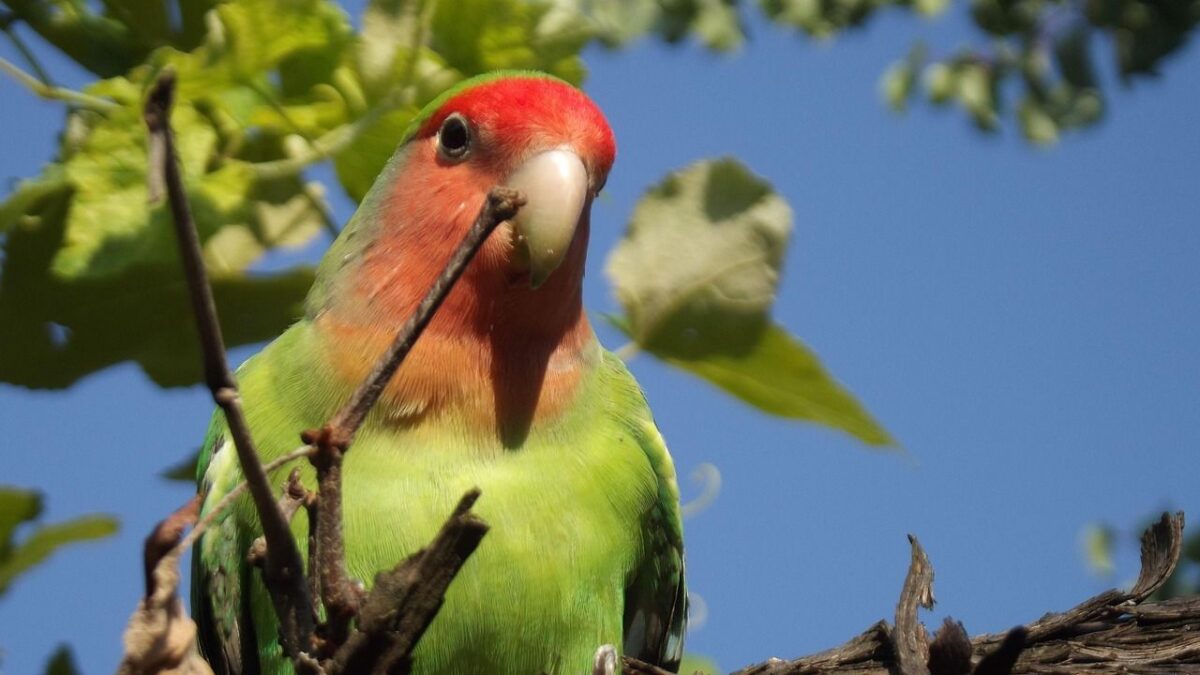 Lovebirds Reveal the Secret to Lifelong Partnership