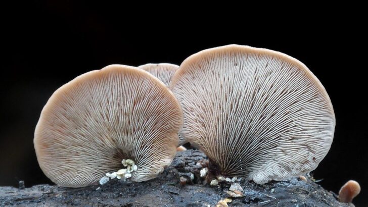 How Fungi Could Be Secretly Sabotaging Forest Carbon Storage