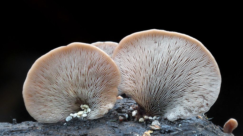 How Fungi Could Be Secretly Sabotaging Forest Carbon Storage