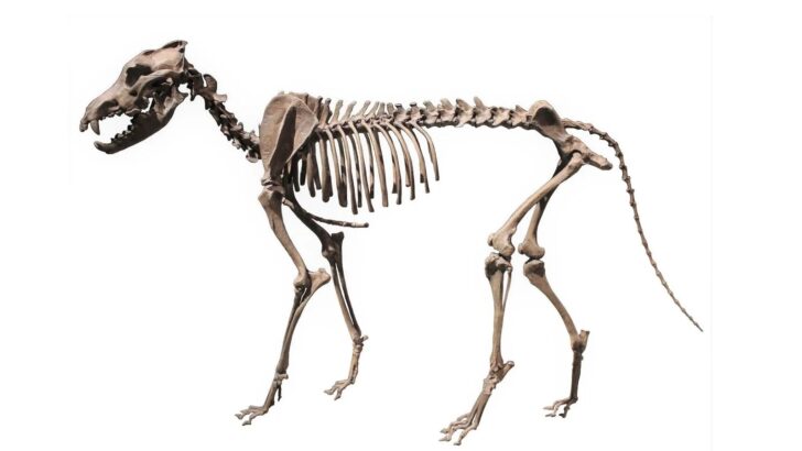 Fossils Reveal Prehistoric Wolves Changed Their Diets to Survive Climate Change