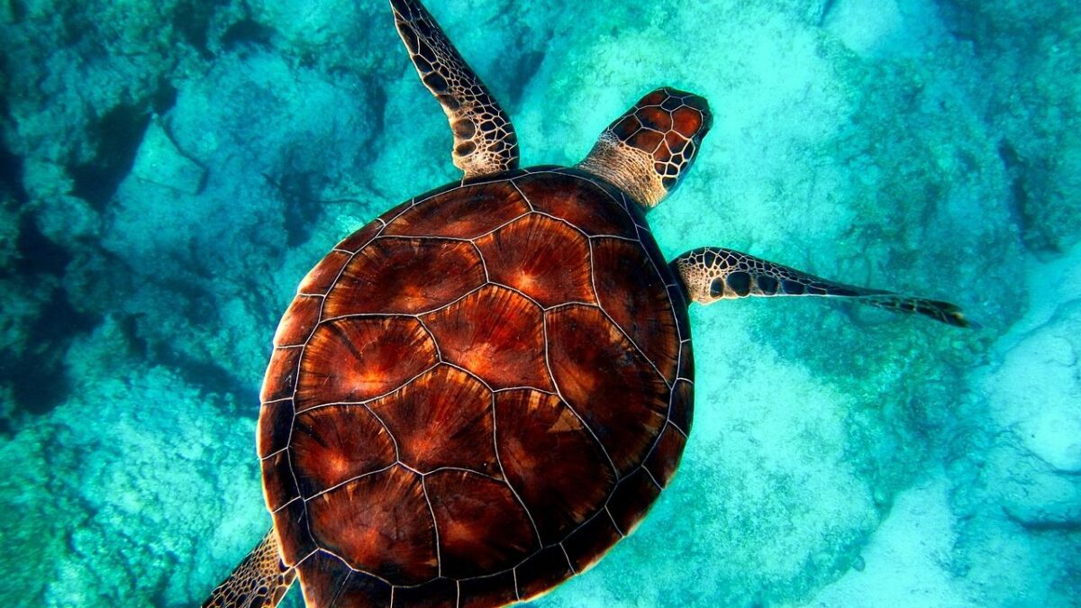 Cold Snap Leaves Hundreds of Florida Sea Turtles Stranded