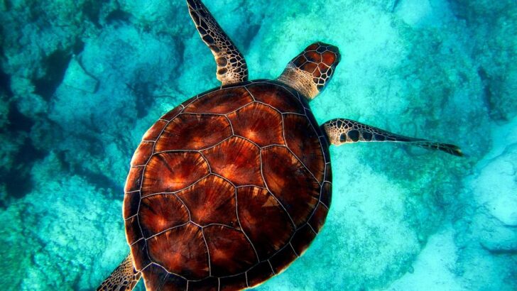Cold Snap Leaves Hundreds of Florida Sea Turtles Stranded