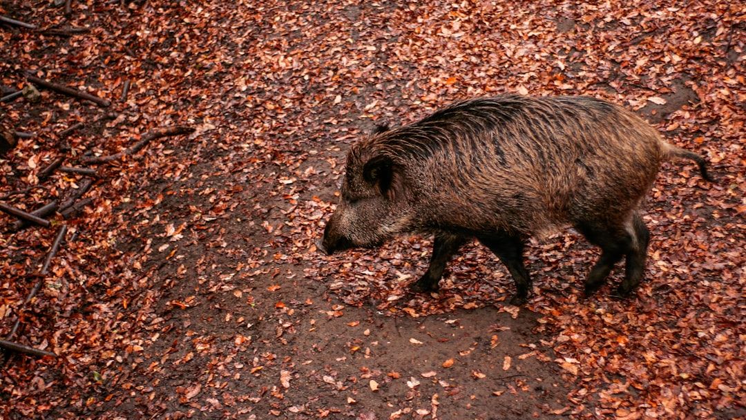 6 Texas Wild Boar Facts That Worry Landowners