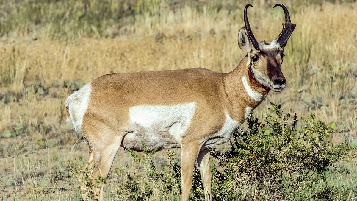 The Desert Animal That Reflects Each Zodiac Sign's Survival Instincts