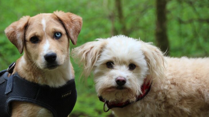 2026 Breakthrough Policies Aim to End Dog Neglect and Abandonment