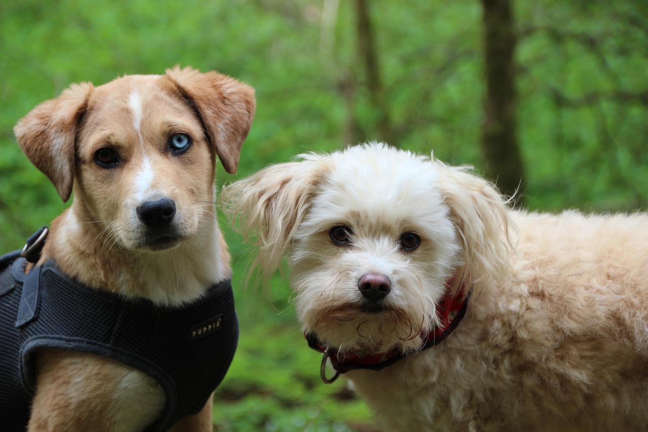 Dog Welfare News: Updates and Insights for Responsible Owners