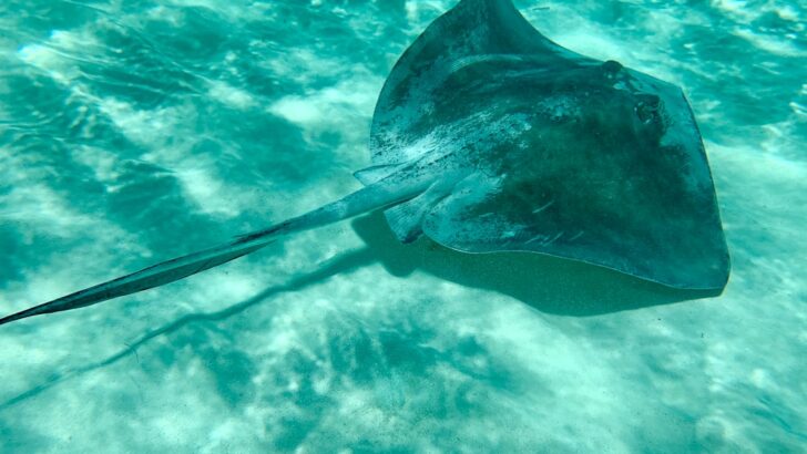 Multisensor Breakthrough Tracks Elusive Stingrays’ Hidden Behaviors