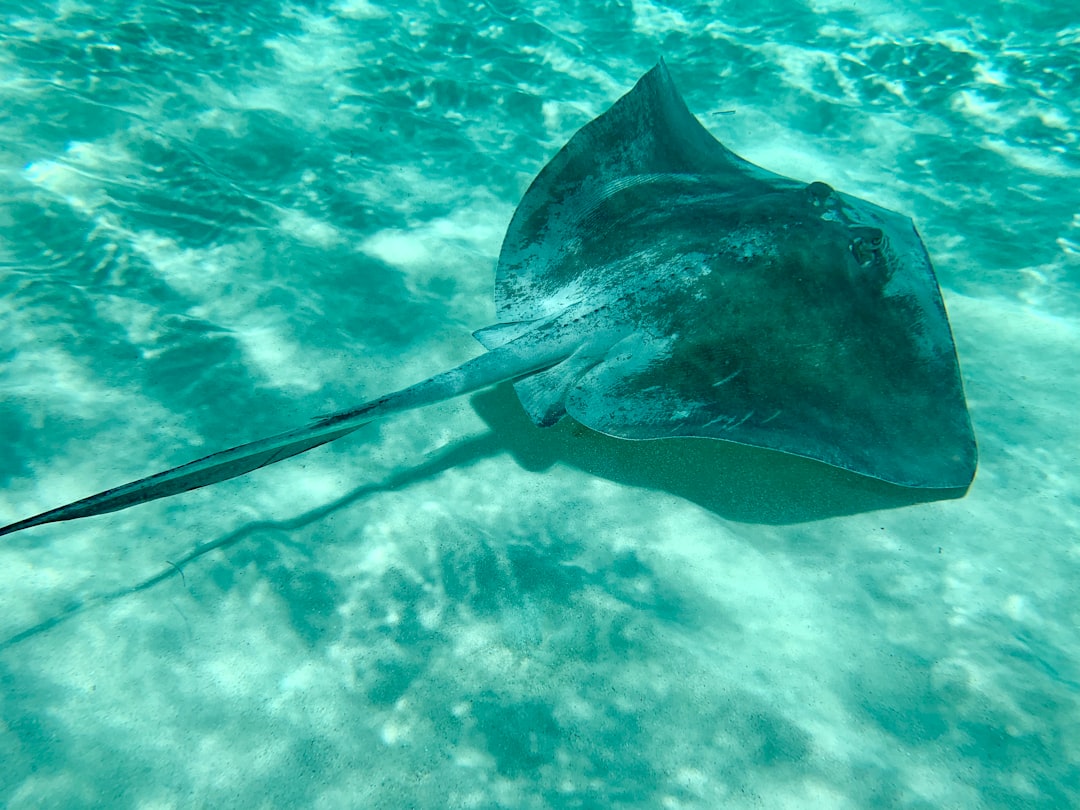 Snooping on stingrays
