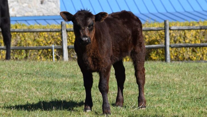 Heartfelt Ranch Scene Captures a Blind Baby Cow’s Dependence on Dad during Storm