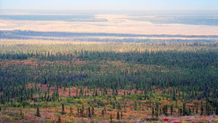 Planting Trees at Boreal Forest Edge Could Transform Canada’s Carbon Balance, New Study Finds