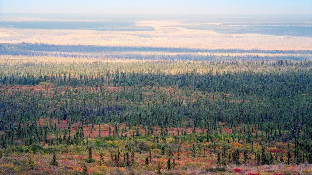 Canada's Boreal Forest Could Absorb Five Times the Nation's Annual Carbon Emissions