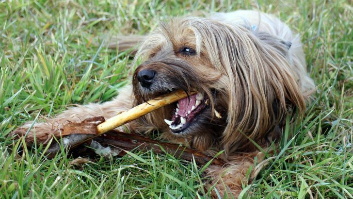 What Vets Want You to Know About Pet Oral Care