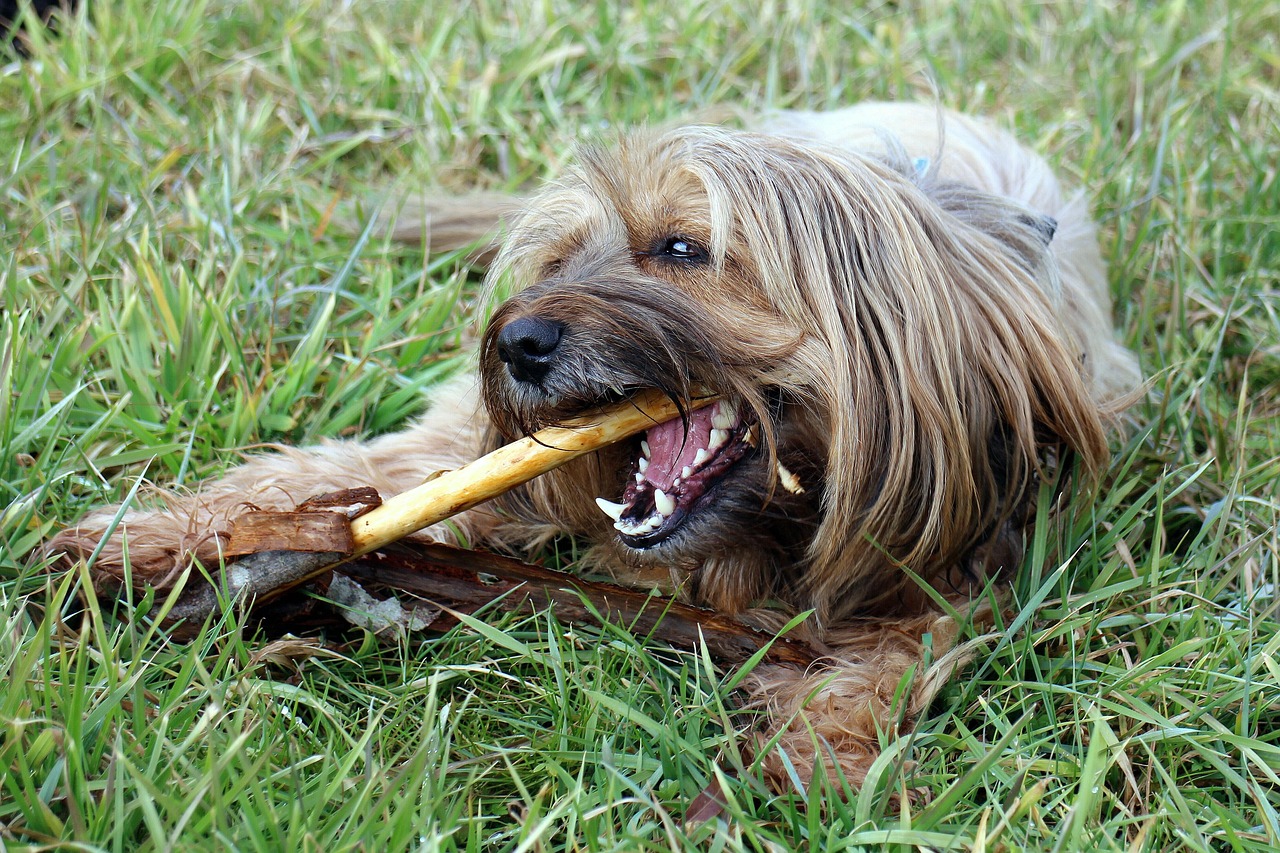 Pet Dental Care: Tips for Healthy Teeth & Gums