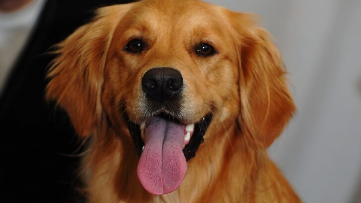 Daily Habits That Relieve Aching Joints in Dogs