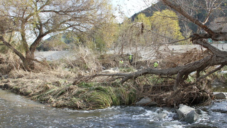 El Niño’s Potential 2026 Return Challenges Wildlife with Drought and Flood Risks