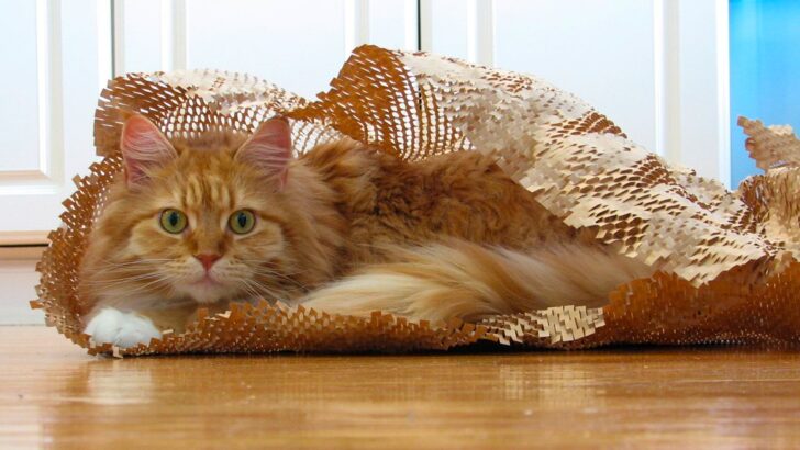 The Science Behind a Cat’s Perfect Landing