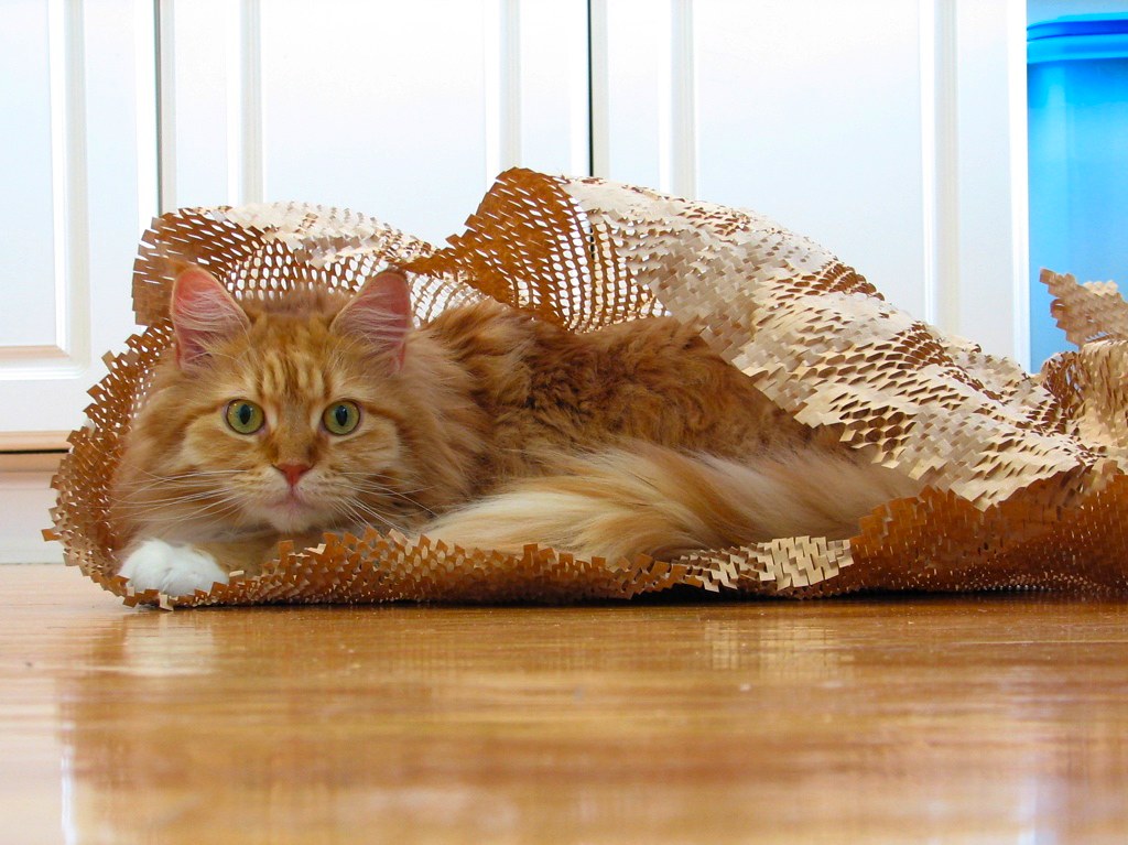 The Incredible Physical Abilities of Cats