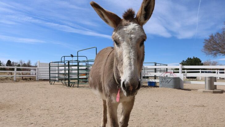 33-Year-Old Blind Pony Finds Lifelong Guide in Grieving Donkey