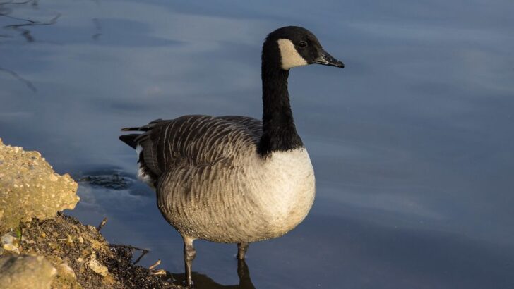 Goose Walks Again after Miraculous Recovery from Power Line Nightmare