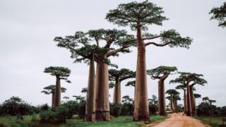 10 of The World's Most Unique Forests