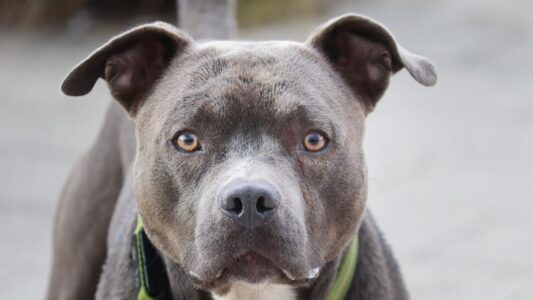10 Heartwarming Ways Pit Bulls Show They&rsquo;ve Bonded With You