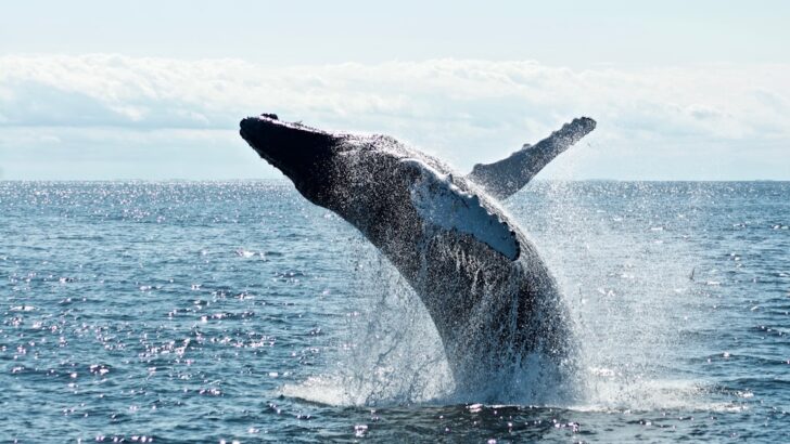 North Atlantic Pilot Whales Reveal 60% Drop in Forever Chemicals After Global Bans