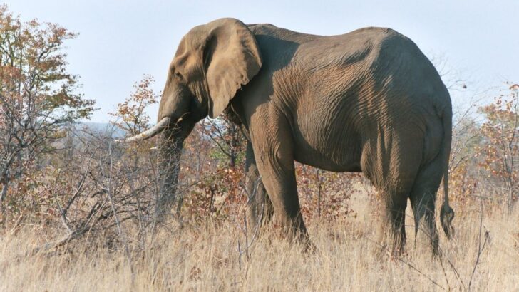 49-Year-Old Elephant Crosses into Freedom After Decades of Chains