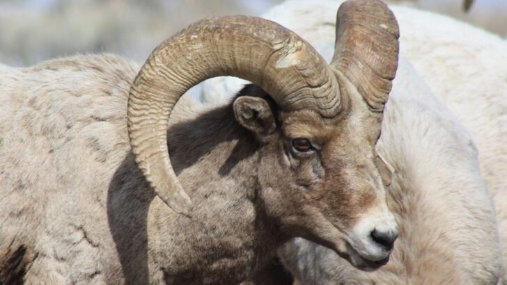 Rescued Ram’s Heartwarming Transformation from Zoo Despair to Sanctuary Bliss
