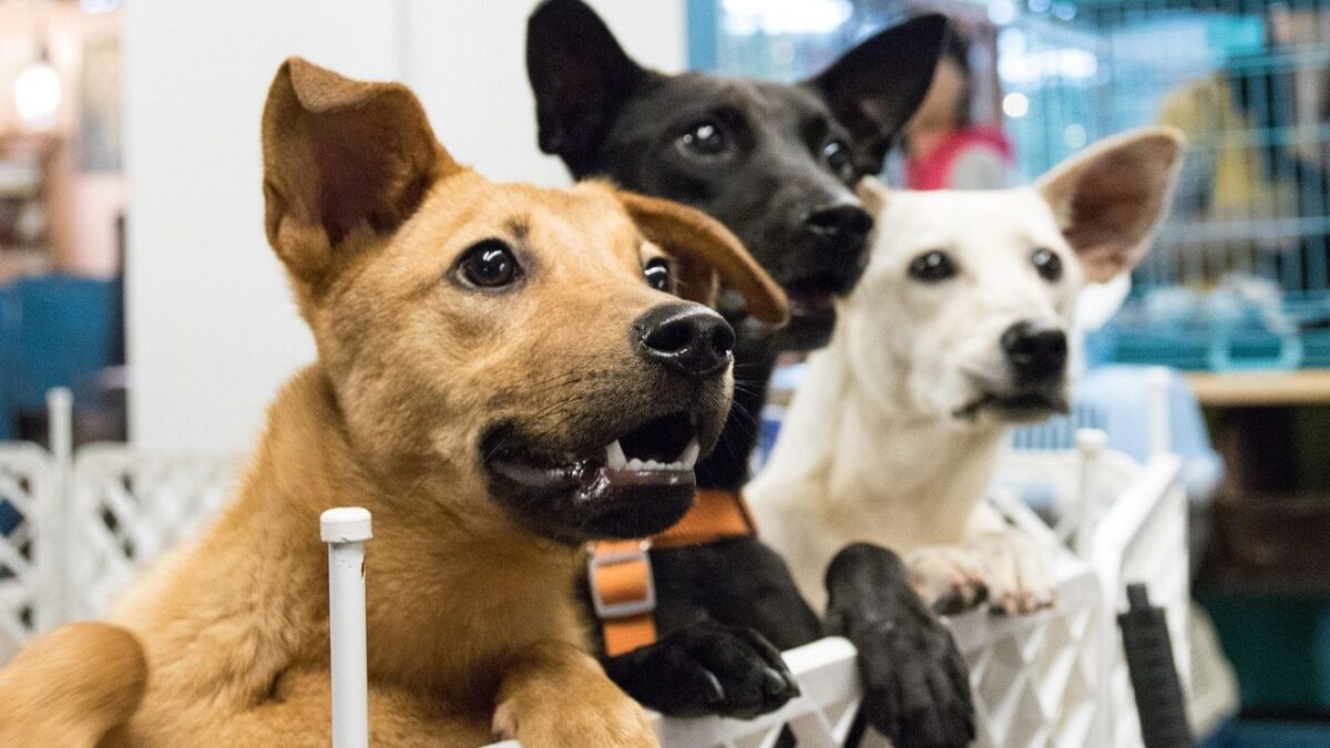 This Is Why Adopting a Shelter Pet Is Always a Rewarding Choice