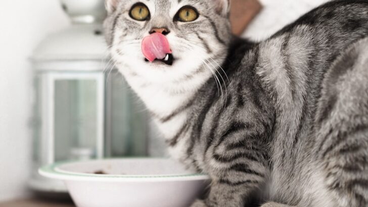 Can Grain-Free Wet Cat Food Shield Cats from Urinary Tract Troubles?