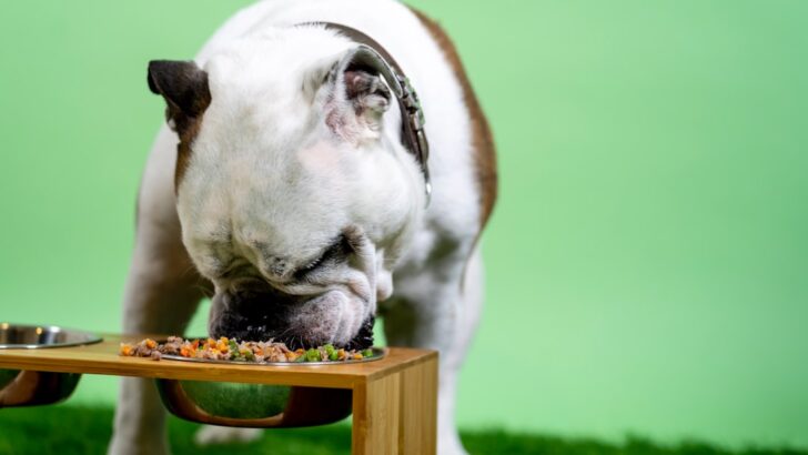 Sardines Could Be the Superfood Your Dog Needs